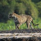 Jaguar_auf_Sandbank