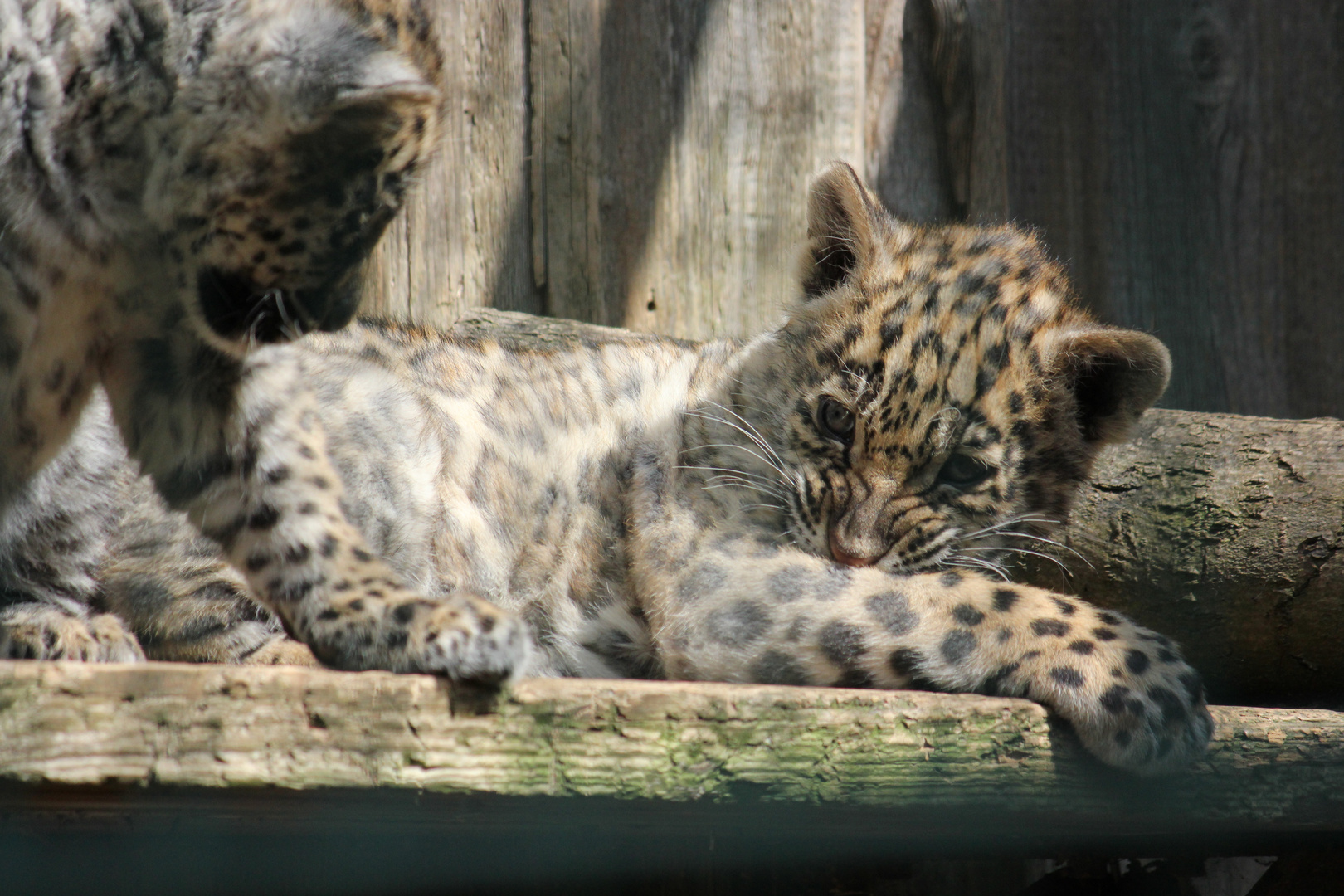 Jaguarbabys in weiß