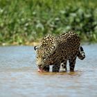 Jaguar_beim_Trinken