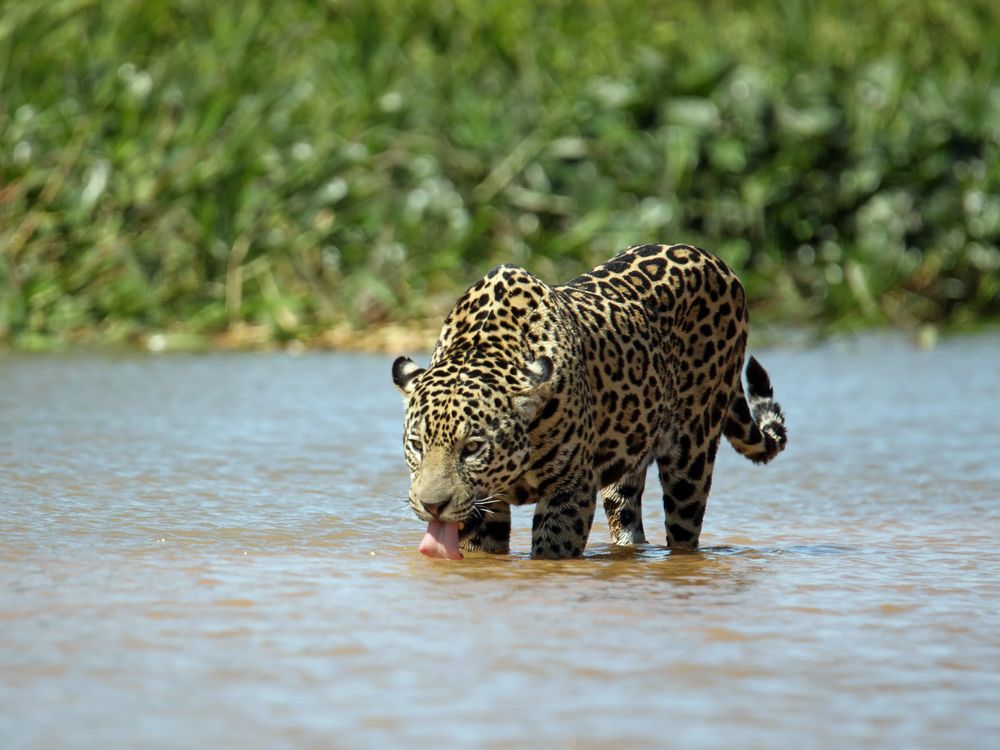 Jaguar_beim_Trinken