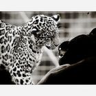 Jaguarbilder (II): Ob Papa wohl heute mit mir spielen möchte?