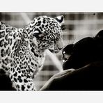 Jaguarbilder (II): Ob Papa wohl heute mit mir spielen möchte?