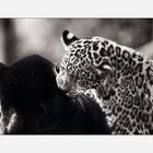 Jaguarbilder (III): Nee, er will nicht spielen, dann spiele ich eben 'Papa ins Ohr beißen' -;)