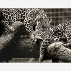 Jaguarbilder (V): Nee, wenn Papa so bissig ist, dann spiele ich lieber 'Brüderchen beißen'