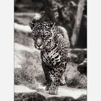 Jaguarbilder (VI): Sally