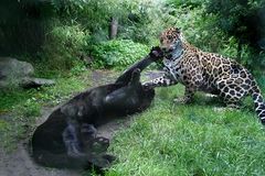 Jaguare beim Kämpfen