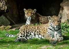 Jaguare im Frühling