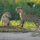 Jaguare Paarungsbereit
