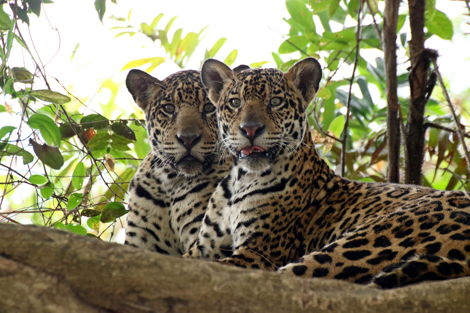 Jaguare (wilde) Pantanal