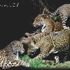 Jaguarfamilie, zusammen, pure Phantasie