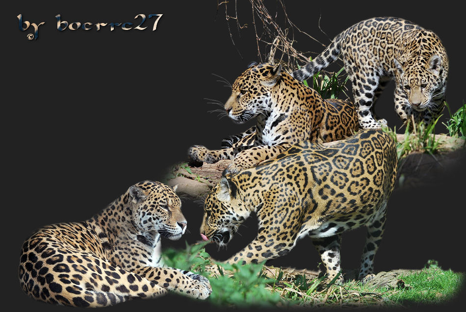 Jaguarfamilie, zusammen, pure Phantasie