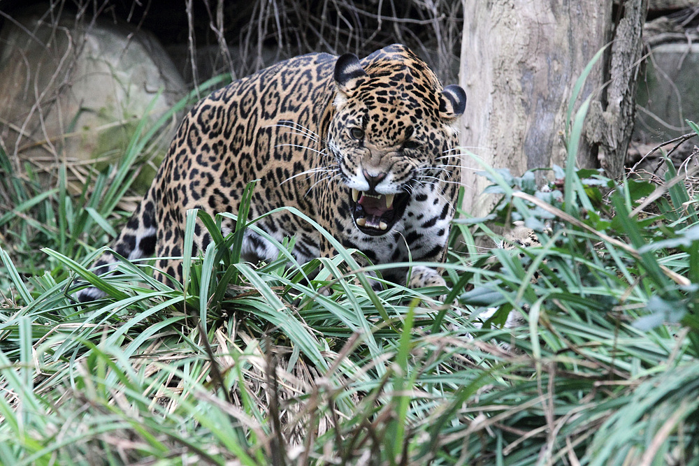 Jaguarkatze Bess