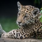 Jaguarnachwuchs