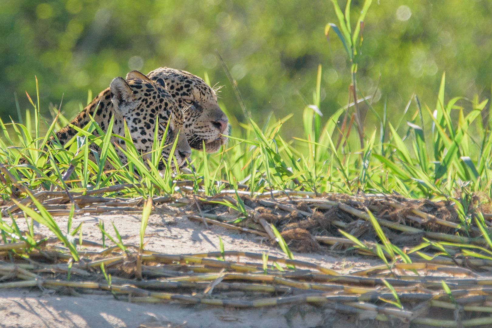 Jaguarpäärchen direkt nach der Paarung