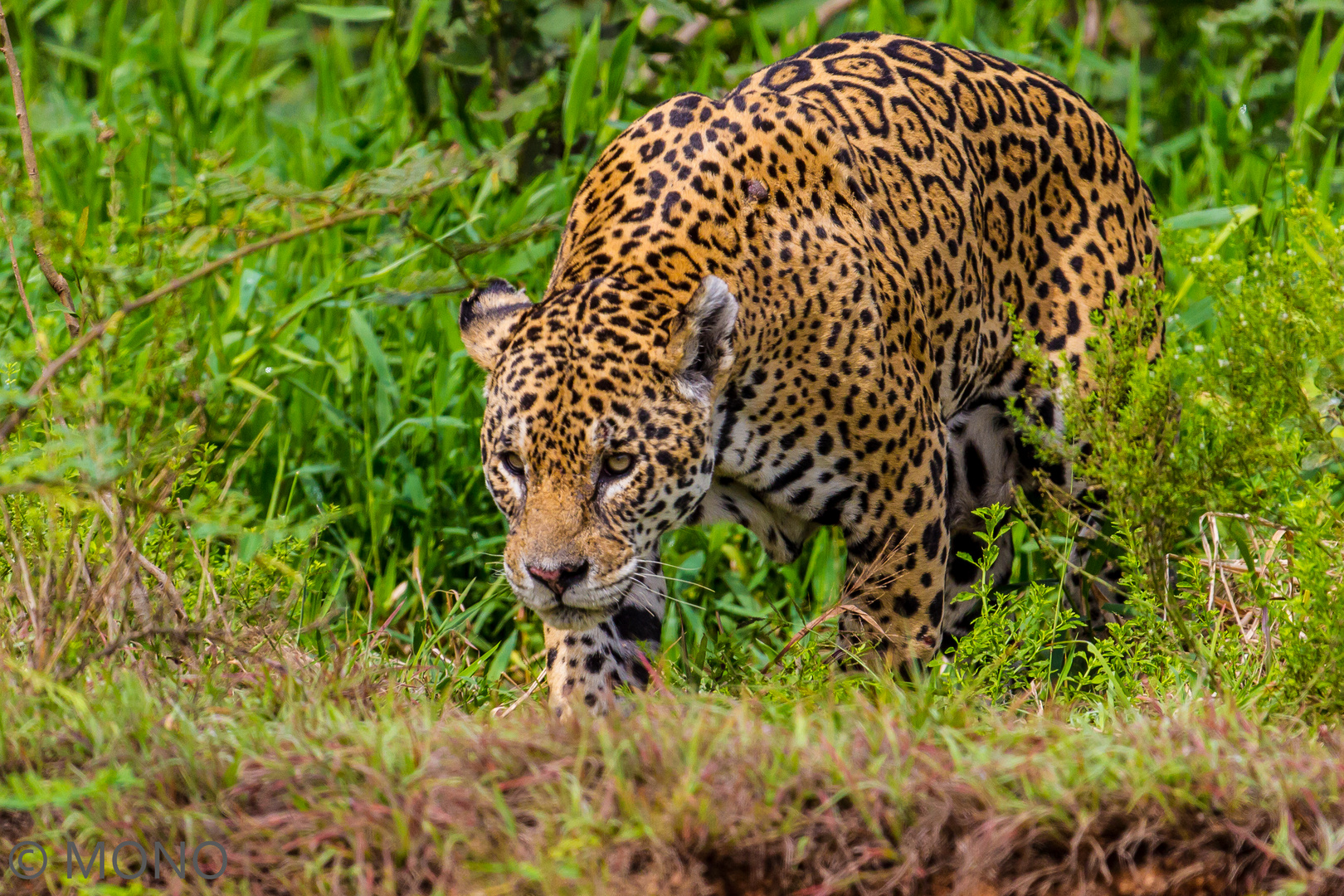 Jaguar_Pantanal 22.06.2012