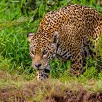 Jaguar_Pantanal 22.06.2012