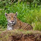 Jaguar_Pantanal