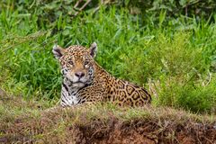 Jaguar_Pantanal