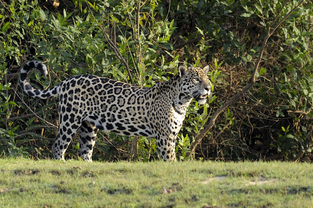 Jaguar;Pantanal;Mato Grosso;Brasilien;Stefan Senft;Wildlife;Wildlifefotografie;