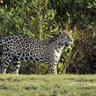 Jaguar;Pantanal;Mato Grosso;Brasilien;Stefan Senft;Wildlife;Wildlifefotografie;