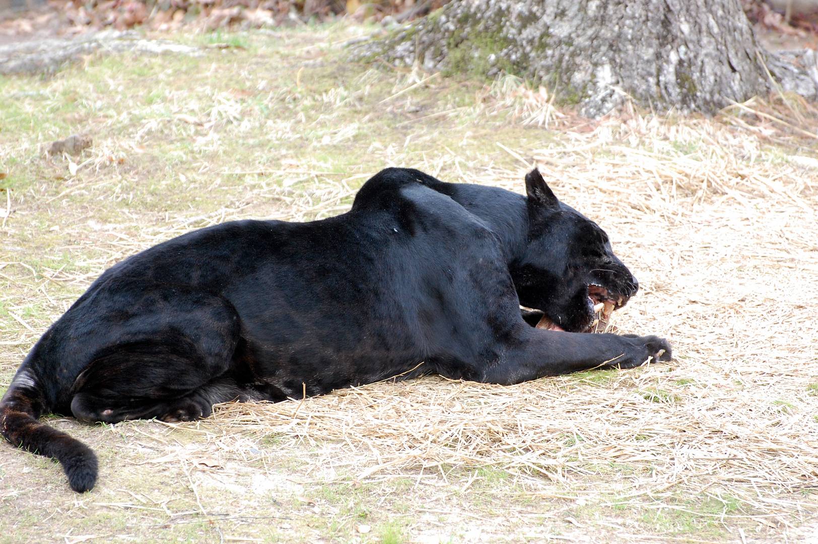 Jaguar's Lunch!