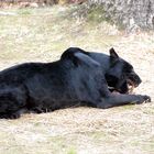 Jaguar's Lunch!