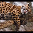 Jaguars......lol.....