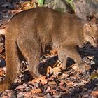 Jaguarundi 001