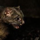 Jaguarundi