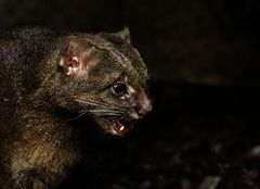 Jaguarundi