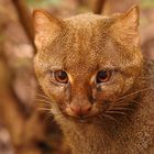 Jaguarundi