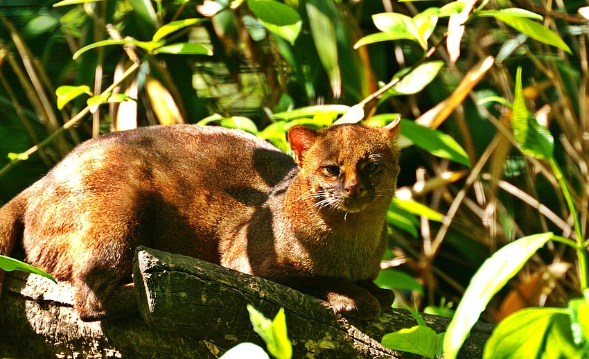 Jaguarundi