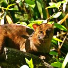 Jaguarundi