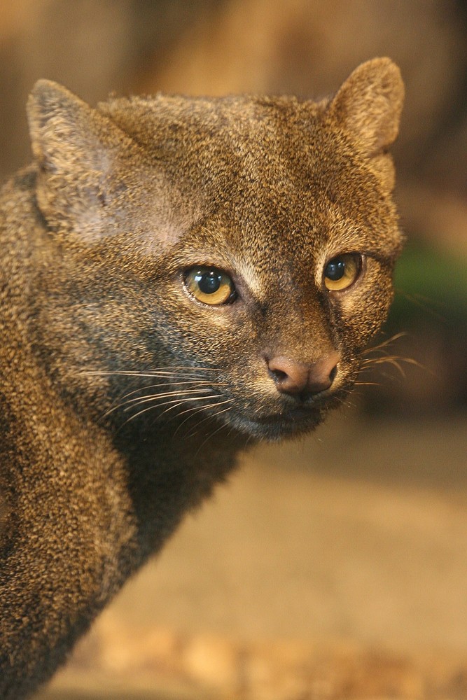 Jaguarundi