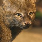 Jaguarundi