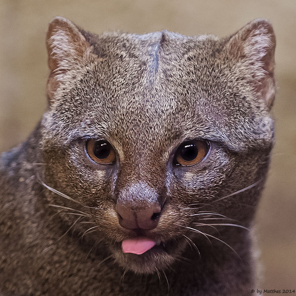 Jaguarundi