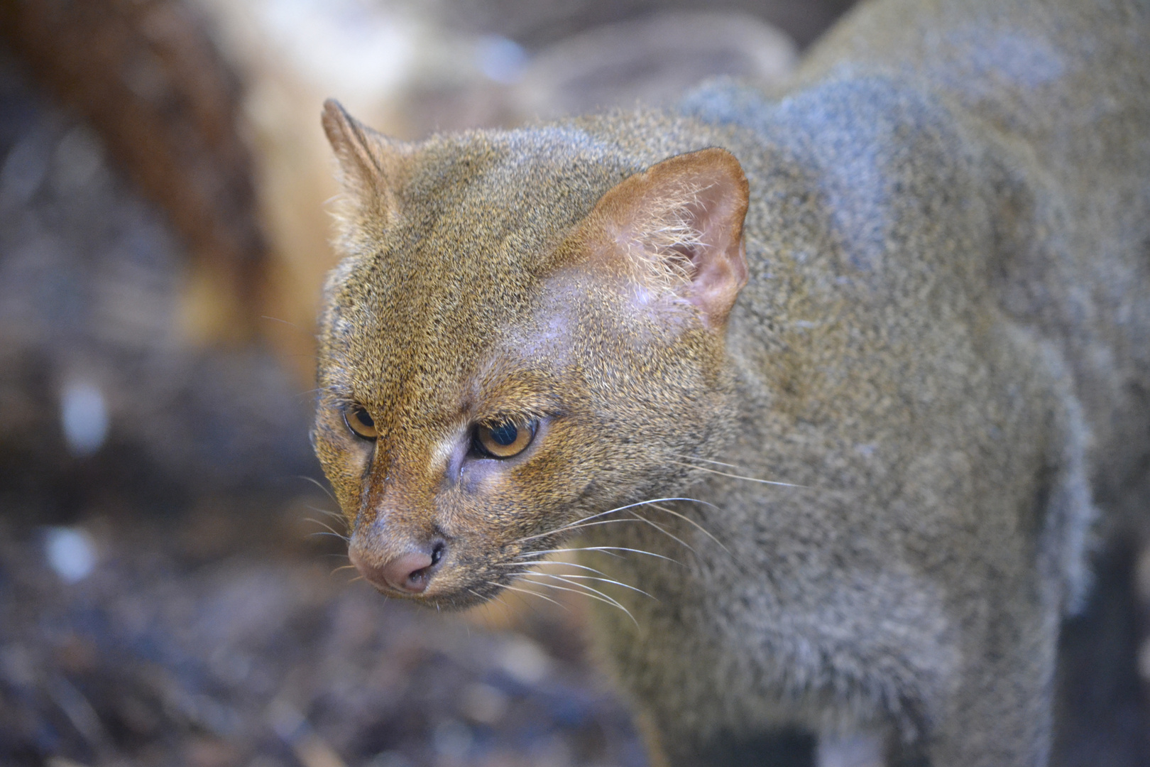 Jaguarundi