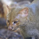 Jaguarundi