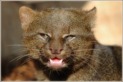 Jaguarundi