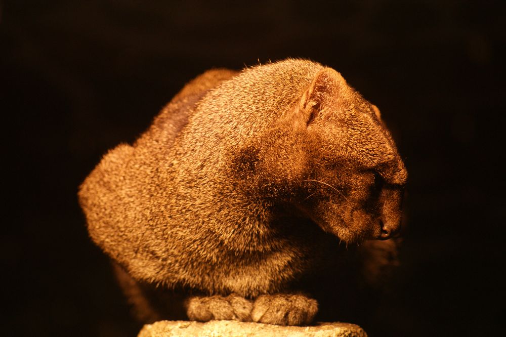 Jaguarundi (Felis yagouaroundi)