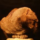 Jaguarundi (Felis yagouaroundi)