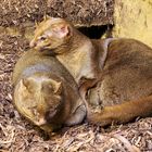 Jaguarundi (Puma yagouaroundi)