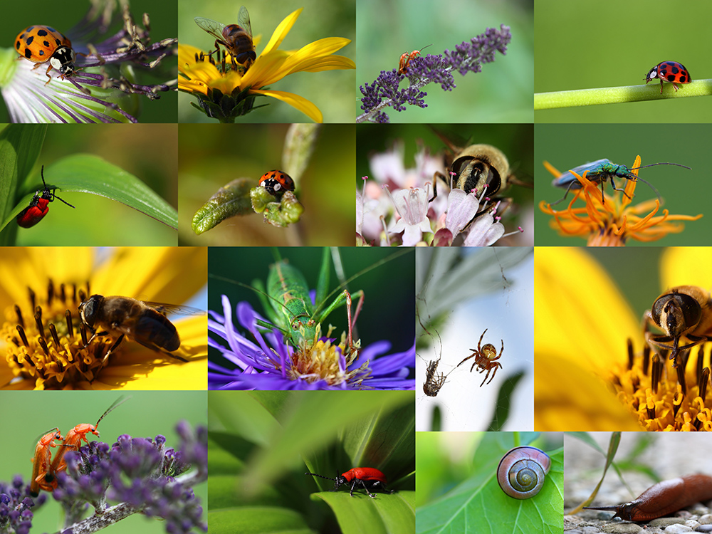 *Jahr 2015 - Insekten*