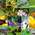 *Jahr 2015 - Insekten*