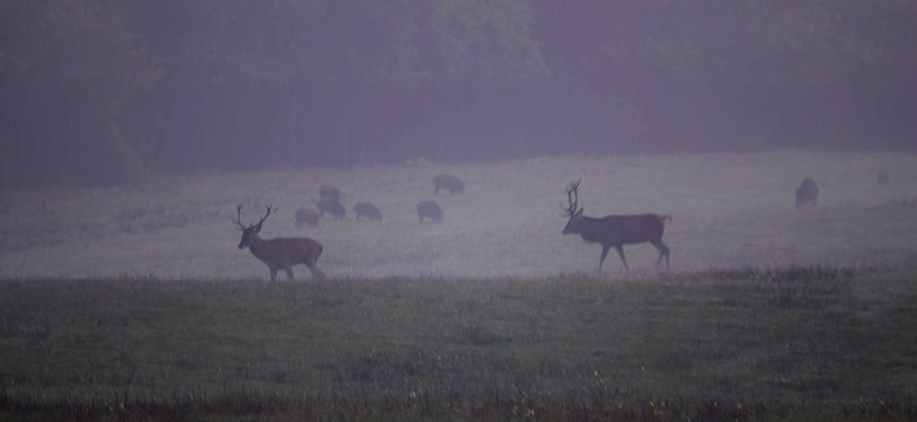 Jahr des Schweines : Begegnung in aller Frühe im Morgendunst