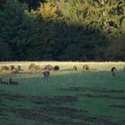 Jahr des Schweins in China: Rotwild und Wildschweine