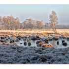 Jahresendstimmung im Duvenstedter Brook