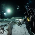 Jahreshauptversammlung