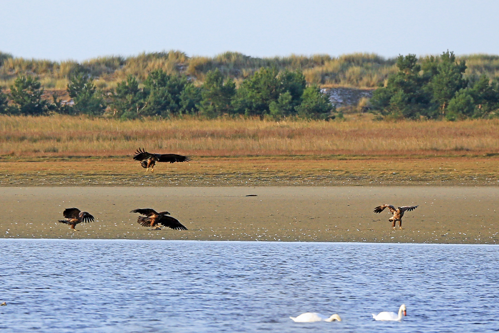 "Jahreshaupversammlung des Vereins junger Seeadler