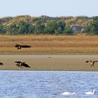 "Jahreshaupversammlung des Vereins junger Seeadler